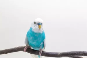 Blue and white budgie