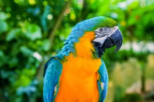 Blue-and-yellow macaw