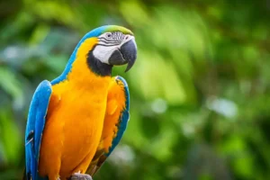 Blue-and-yellow macaw closeup