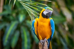 Blue-and-yellow macaw sitting on a branch