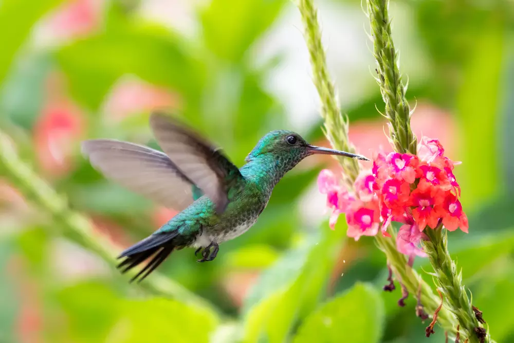 Blue-chinned Sapphire hummingbird