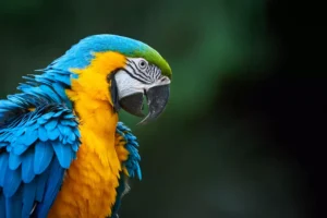 Blue macaw closeup