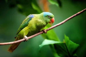 Blue-naped parrot