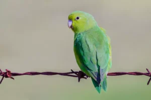 Blue-winged Parrotlet perched on a wire