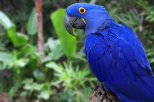 Bright Blue Hyacinth Macaw