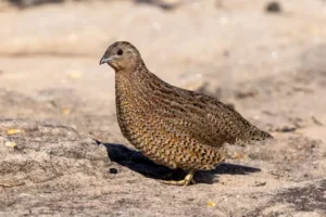 Brown Quail on sandstone rock