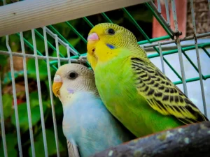 Budgerigar couple