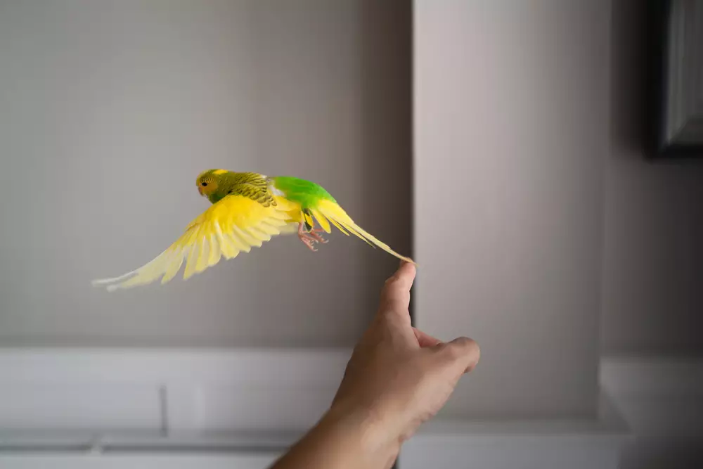 Budgerigar parakeet taking off