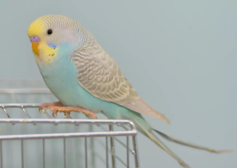 Budgerigar parrot in his cage
