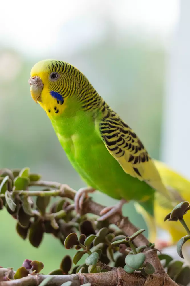 Budgerigar sits on a branch