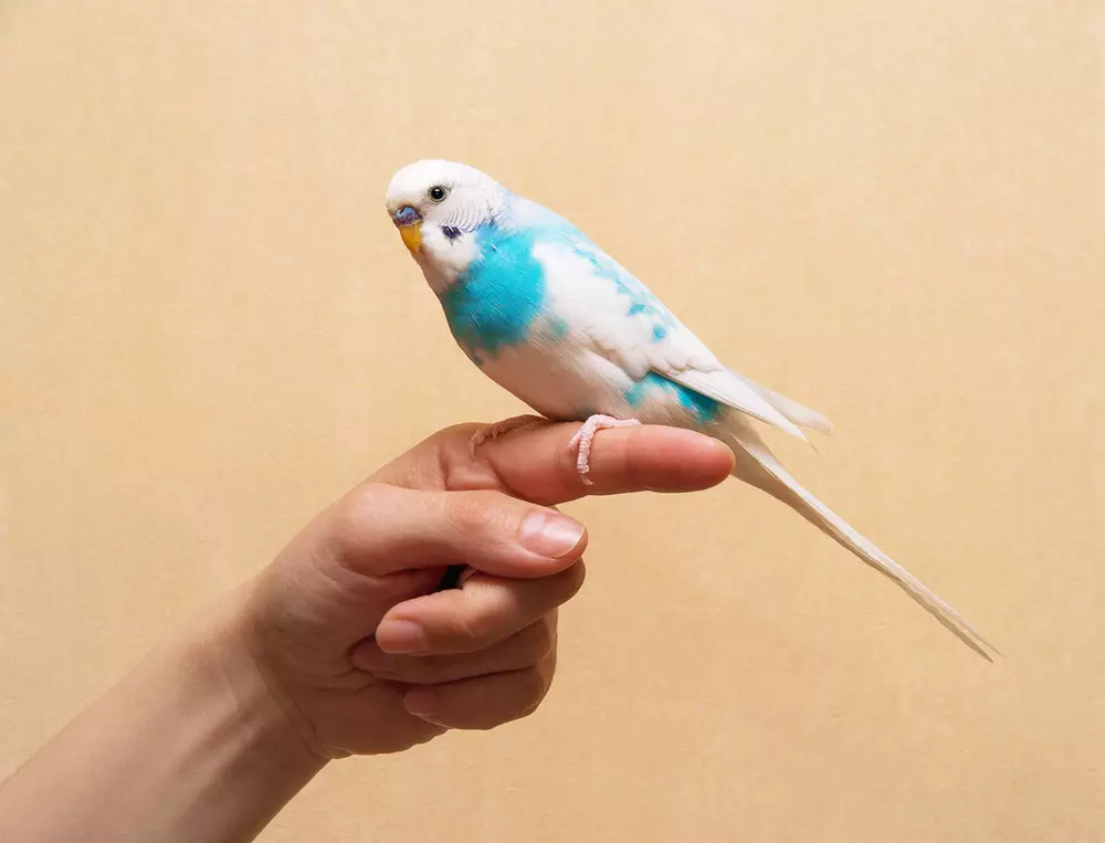 Budgerigar sitting on hand