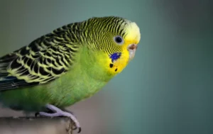 Budgerigar sitting on the wall