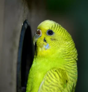 Budgerigar stand on the cage