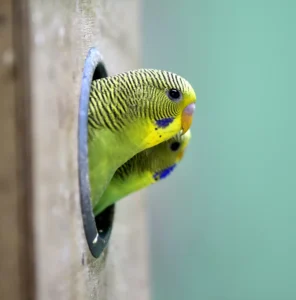 Budgerigar waiting in the nest