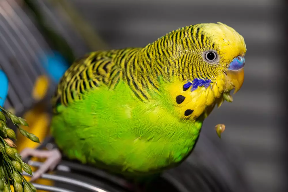 Budgerigar with green and yellow feathers