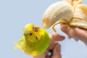 Budgie Eat Banana