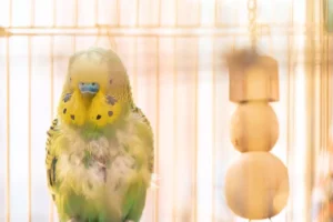 Budgie Losing Feathers