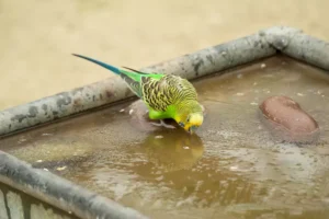 Budgie drinking from frozen