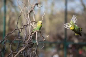 Budgie flying