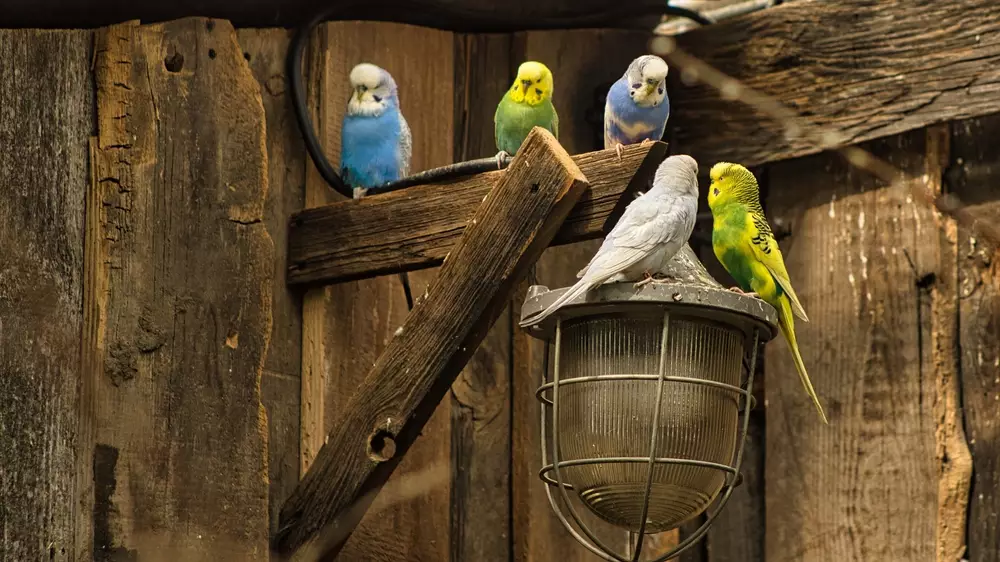 Budgies in powerful colors