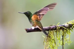 Buff-tailed Coronet (Boissonneaua flavescensa)