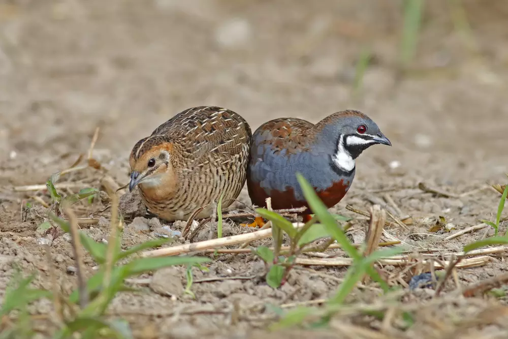 Button Quail Male and Female