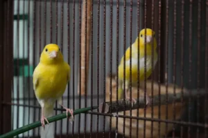 Canary bird in a cage singing