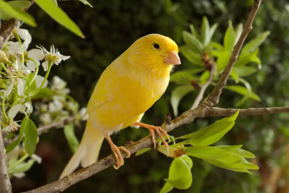 Canary-bird on a branch