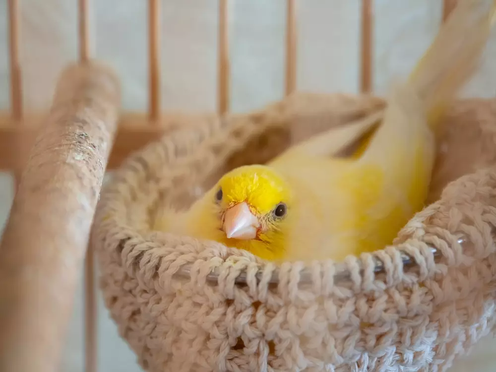 Canary sitting in nest