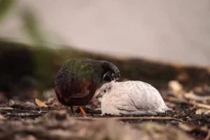 Chinese painted quail