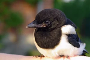Close-up of a young magpie