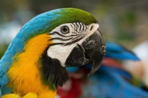 Closeup of colorful macaw bird face