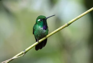 Closeup of male hummingbird