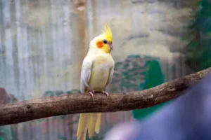 Cockatiel Portrait