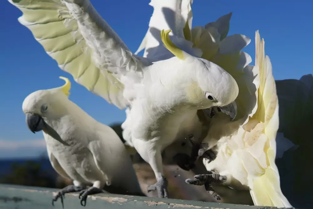 Cockatoo fighting off Another