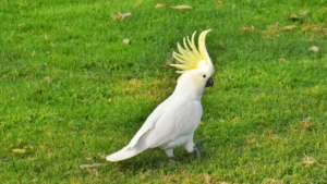 Cockatoos is on