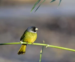 Collared Finch bird