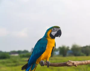 Colorful Macaw Parrot standing on wooden perch