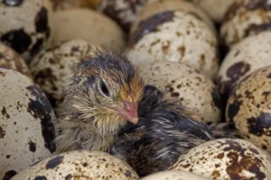 Common Quail Chicks