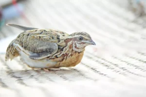 Common Quail bird