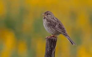 Corn Bunting sparrow