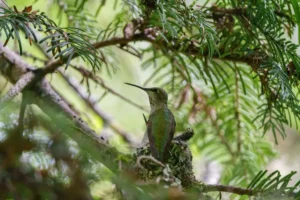 Costa's hummingbird resting in the nest
