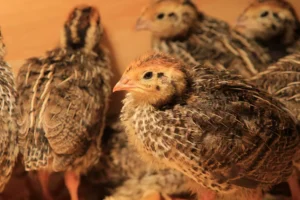 Coturnix Quail Chick