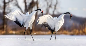 Cranes are dancing