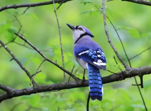 Cute Perching Blue Jay