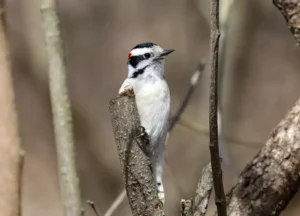 Cute Woodpecker