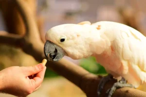 Cute cockatoo is hungry