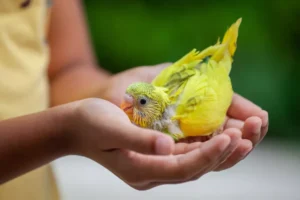 Cute little budgie bird on child hand