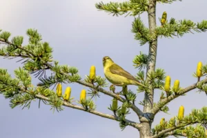 Cute little yellow canary bird