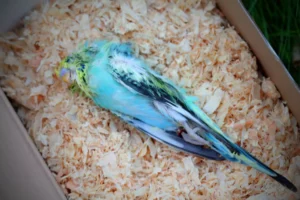 Dead blue budgie